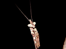 Phyllovates adult close-up