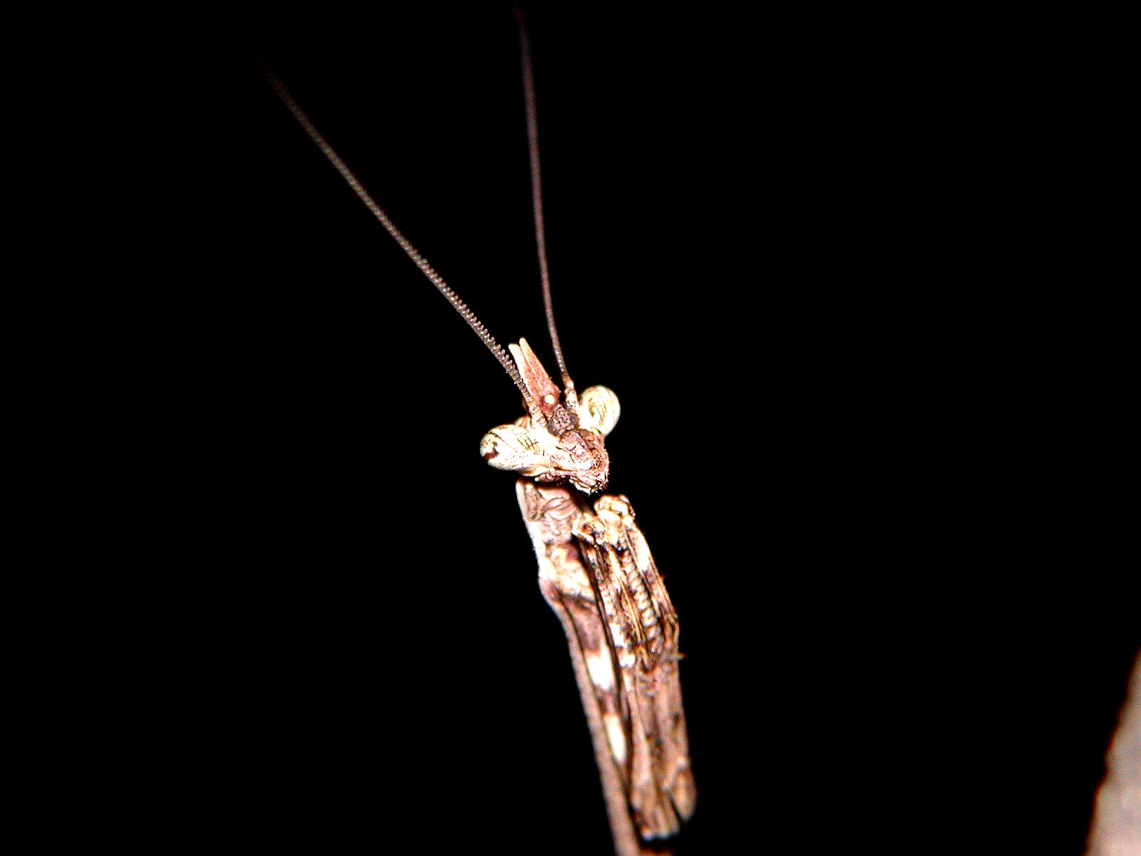 Phyllovates adult close-up