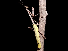Phyllovates adult