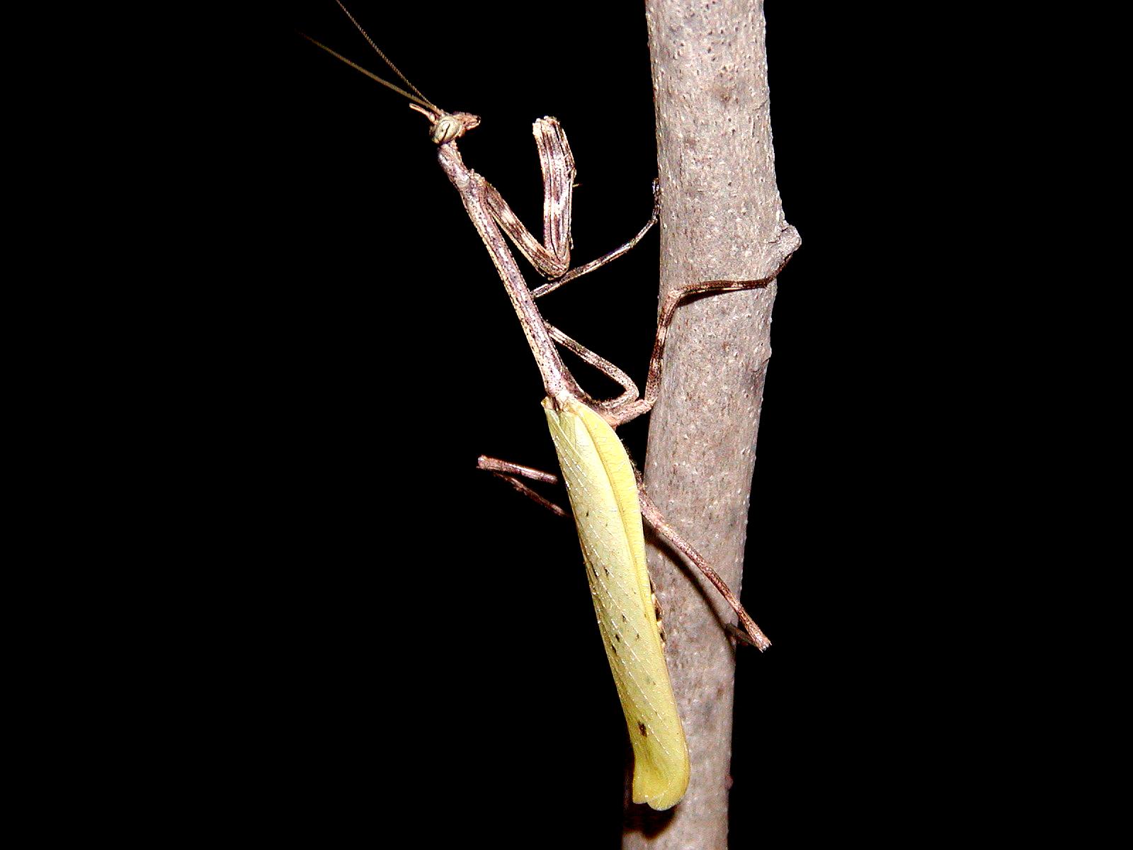 Phyllovates adult