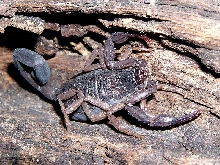 Centruroides gracilis?
