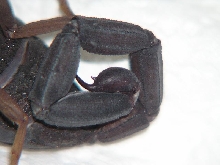 C. gracilis?