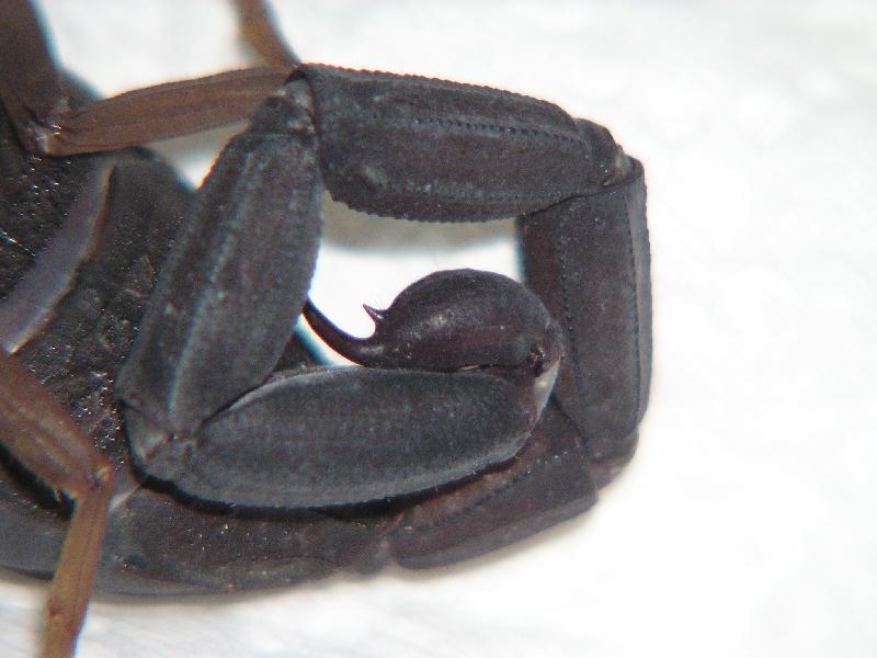 C. gracilis?