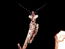 Phyllovates close up