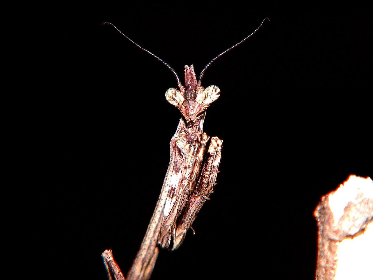 Phyllovates close up