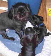 Lucas and playful Pugs