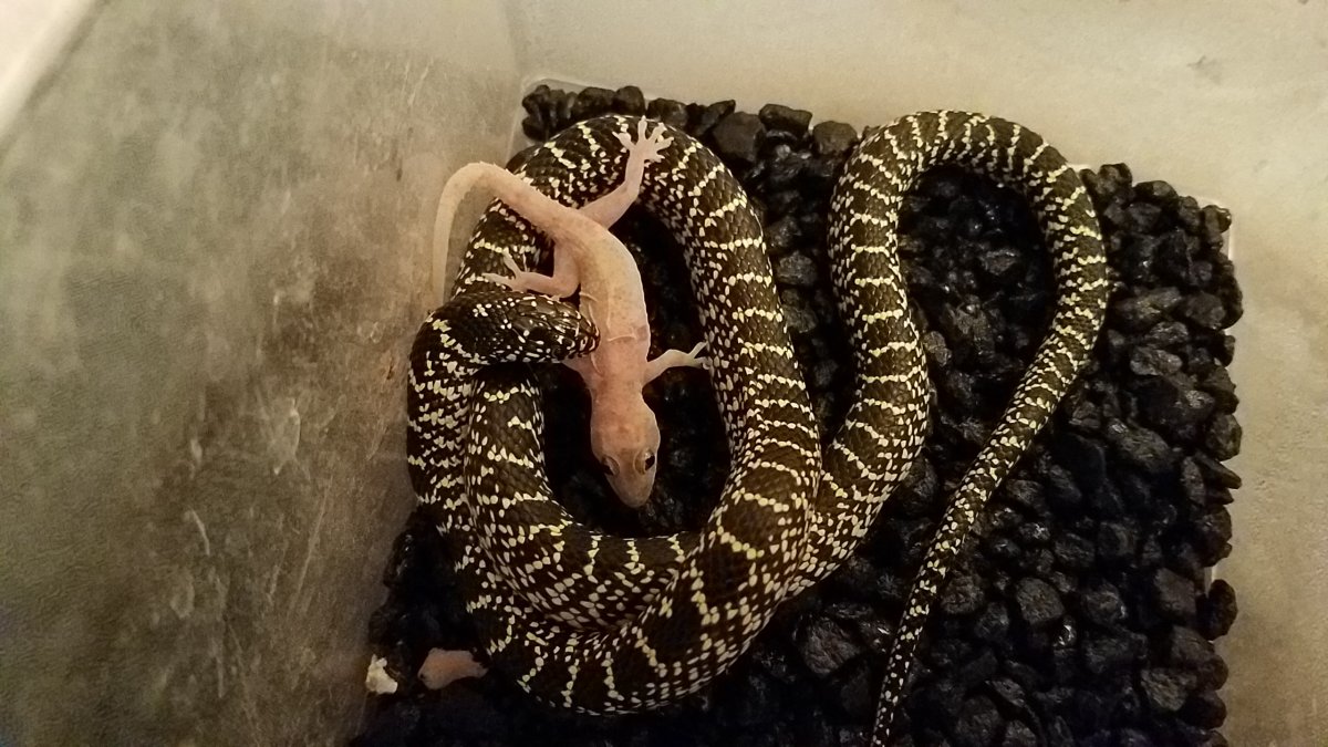 Desert King snake
