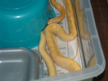 Albino Beauty Snake