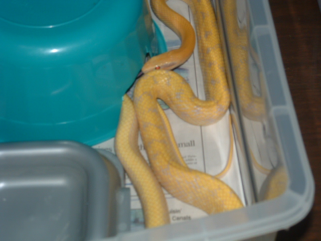 Albino Beauty Snake
