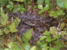 Eastern Massasauga Rattlesnake