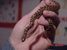 canal hatchling