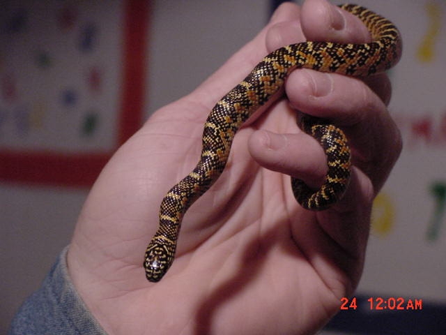 canal hatchling