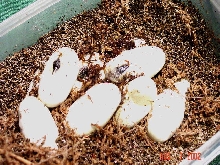 dbl.het hybino hatchlings