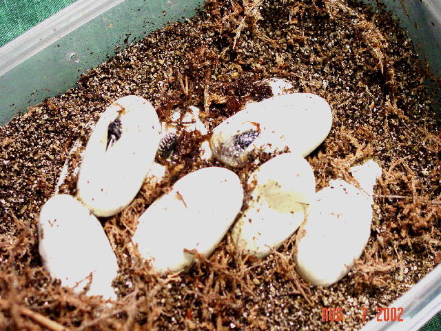 dbl.het hybino hatchlings