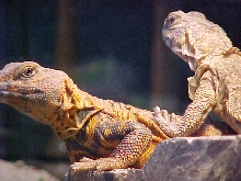 saharan uro 1.1