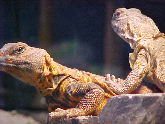 saharan uro 1.1