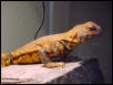 saharan uro male