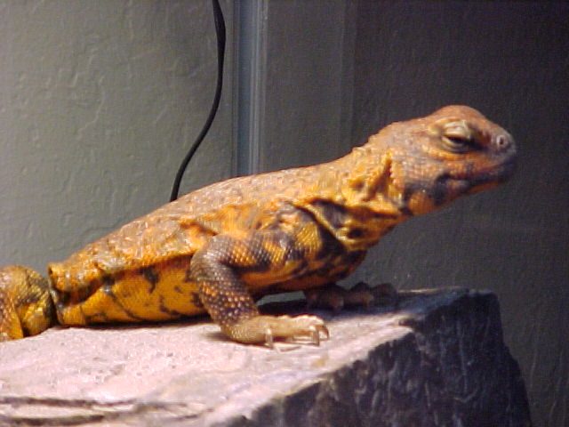 saharan uro male