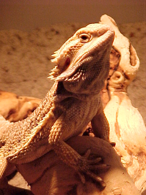 New Beardie Pic!