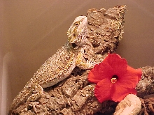 Beardie Posing