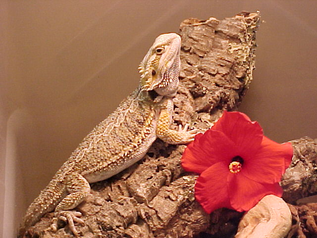 Beardie Posing
