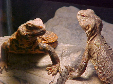 Saharan Uro Pair