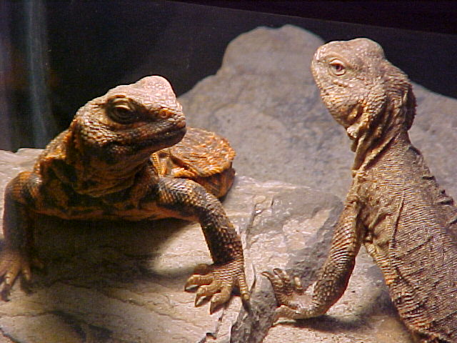 Saharan Uro Pair