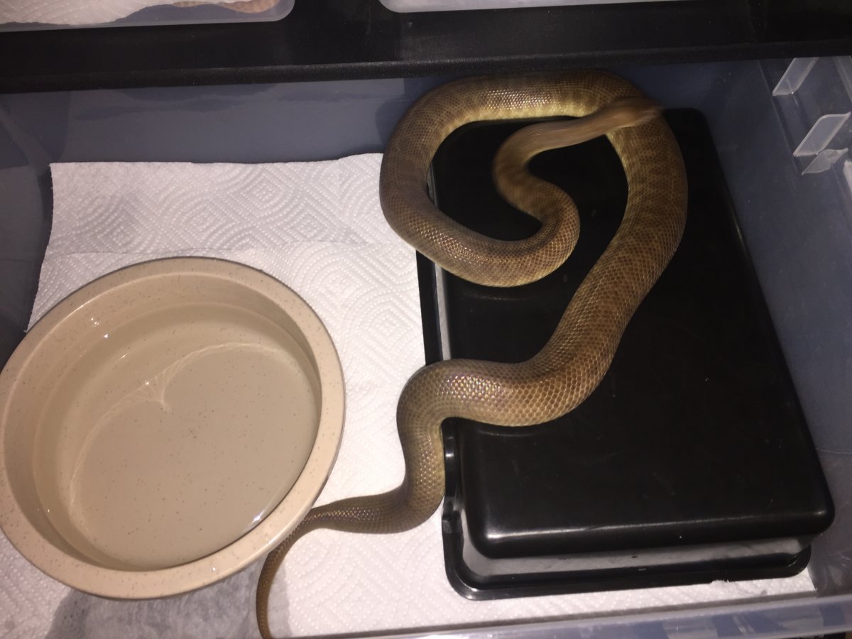 Adult Female Childrens Python