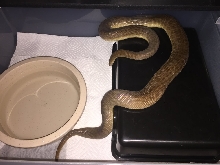 Adult Male Childrens Python