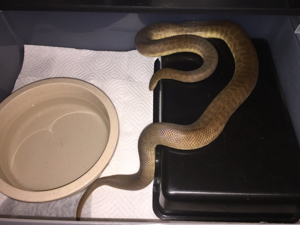 Adult Male Childrens Python