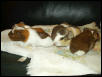 Baby Guinea Pigs