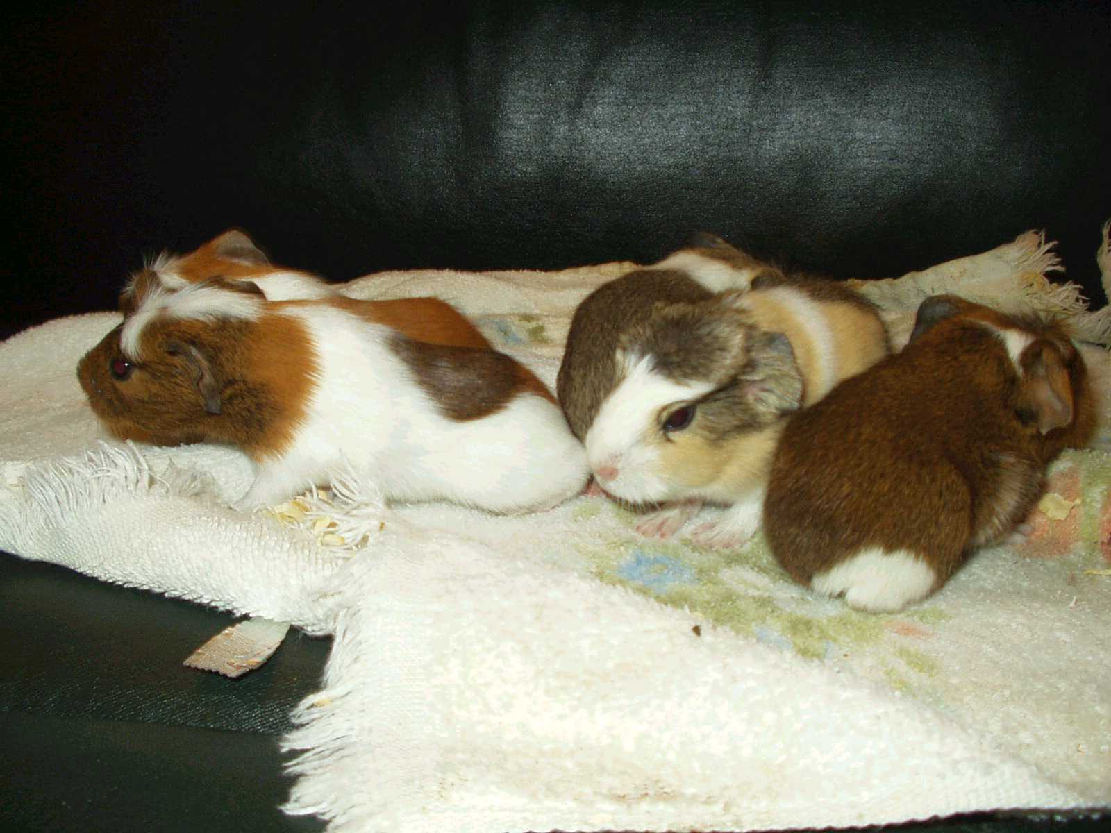 Baby Guinea Pigs
