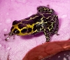 Imitator Froglet