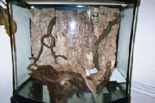 29 Gal Bow Front hardscape Front view