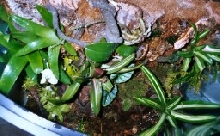 Top view of 29 Gal BowFront Finished