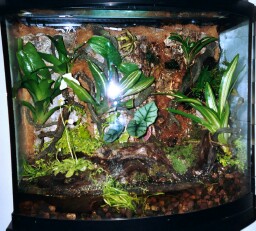 29 Gal BowFront Completed