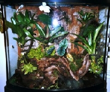 29 Gal Bow front in Progress