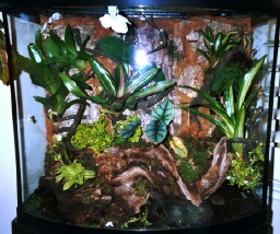 29 Gal Bow front in Progress