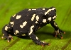 Pampas Toad posing for Children's book