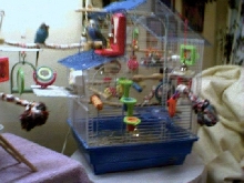Cookie & Prince:  My Flyboys