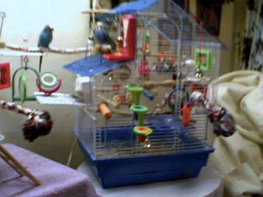 Cookie & Prince:  My Flyboys