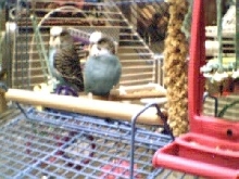 Cookie & Prince:  My Flyboys
