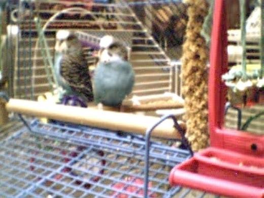 Cookie & Prince:  My Flyboys