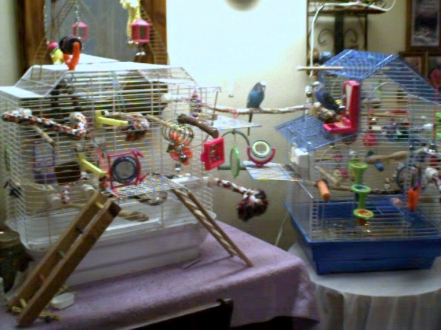 Cookie & Prince:  My Flyboys