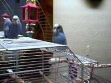 Cookie & Prince:  My Flyboys