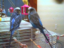 Cookie & Prince:  My Flyboys
