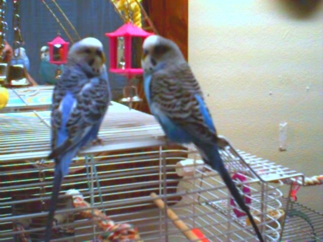 Cookie & Prince:  My Flyboys