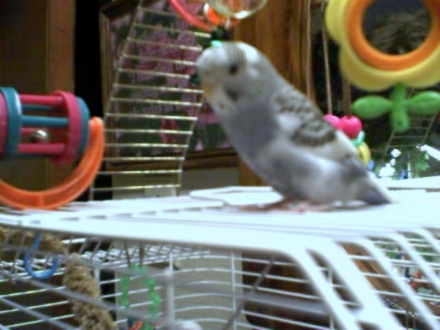 My new clearwing Joey at 8 weeks
