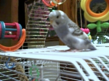 Baby girl Joie