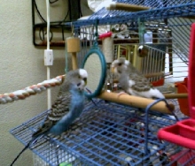 Prince & Joey playing peek-a-boo with two-sided mirror